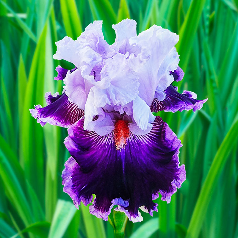 Bearded Iris Collection