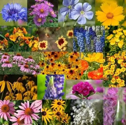 ✨Midwest Wildflower Seed Mix —— Low maintenance👨‍🌾