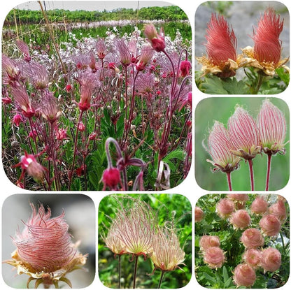 🌺Prairie Smoke Flower seeds🌺