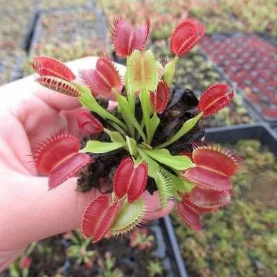 🔥🔥Venus Flytrap Seeds, Plant Seeds, Insectivorous Plant