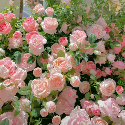 【 Repeat Blooming】🌹Climbing Rose Seeds - Luck Rises