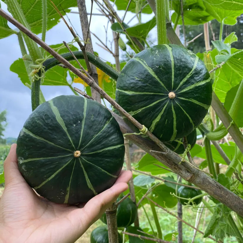 Beibei Pumpkin Seeds🎃