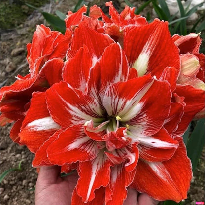 Amaryllis Bulbs