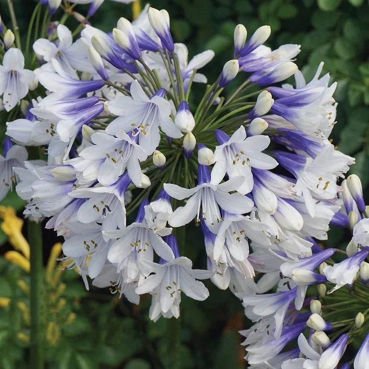 🔥Agapanthus Seeds💥Enjoy 50% Off