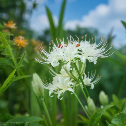 🌺Spider Lily - Light Pink🌺