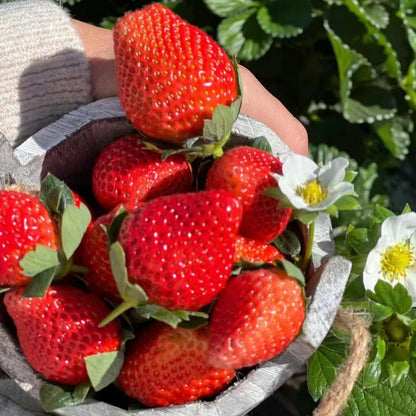 Cream Strawberry Seeds