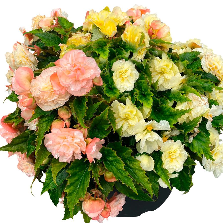 💥53% OFF🩷Mix Begonia Seeds✨