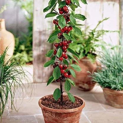 🌱Last Day 50% OFF- 🍒High-Qailty Rainier Cherry Fruit Seeds