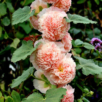 🌸Last Day Sale - 50% OFF💐Double Hollyhock Seeds