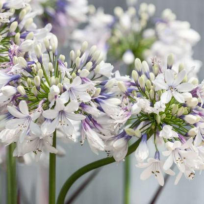 🔥Agapanthus Seeds💥Enjoy 50% Off