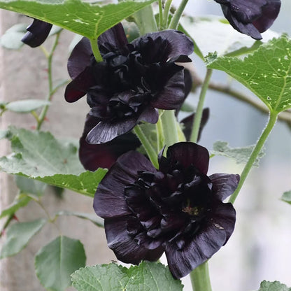 🌸Last Day Sale - 50% OFF💐Double Hollyhock Seeds