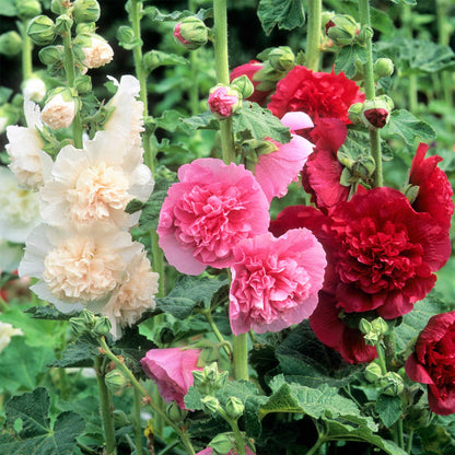 🌸Last Day Sale - 50% OFF💐Double Hollyhock Seeds