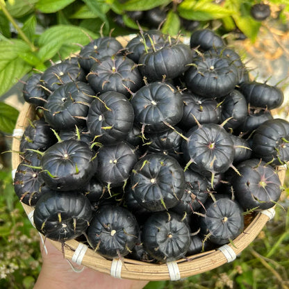 Red Berry Ginseng-Spider Fruit Seeds