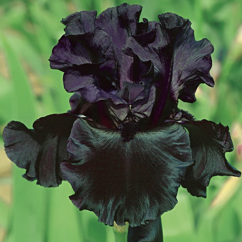 Bearded Iris Collection