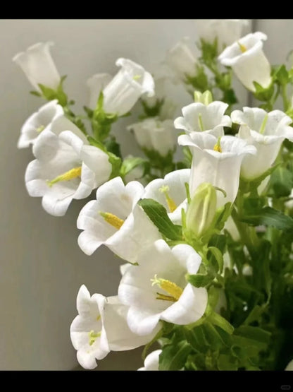 💥50% Off💥Campanula Flower Seeds🌺