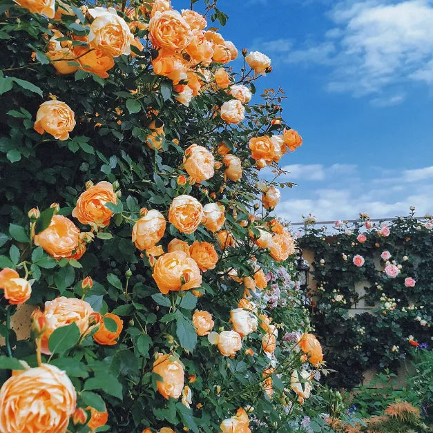 【 Repeat Blooming】🌹Climbing Rose Seeds - Luck Rises