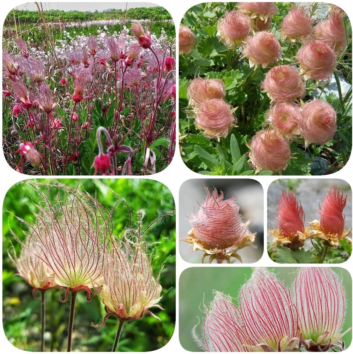 🌺Prairie Smoke Flower seeds🌺