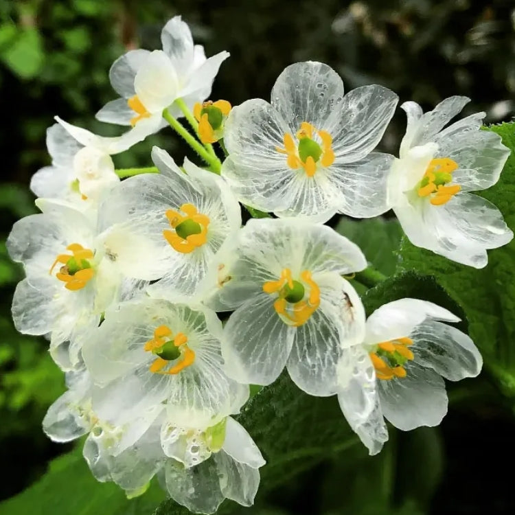 Skeleton Flower Seeds (Diphylleia Grayi Seeds)🌼