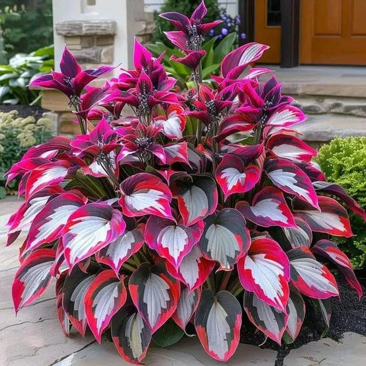 🎁2025 Special Offer🍃Rare Hosta Seeds🌿Burning Crimson