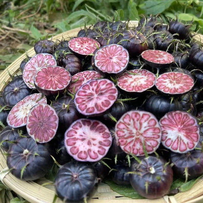 Red Berry Ginseng-Spider Fruit Seeds