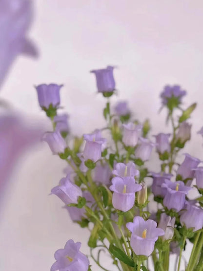 💥50% Off💥Campanula Flower Seeds🌺