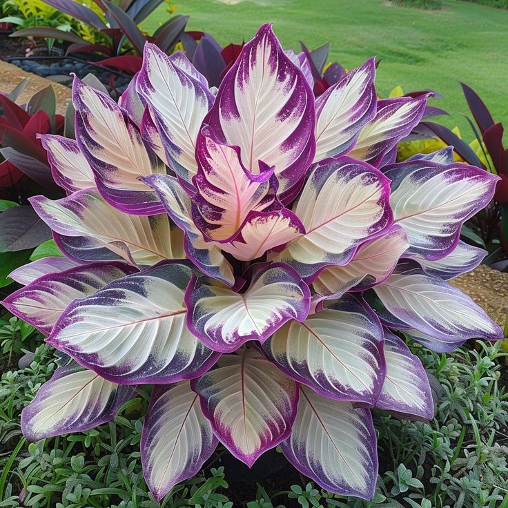 🎁2025 Limited Offer🏷️Rare Calathea Flower Seeds🌿