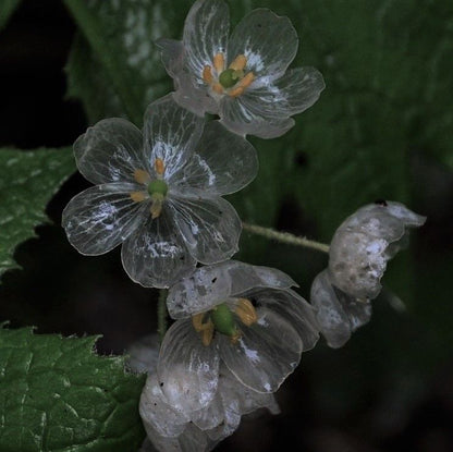 Skeleton Flower Seeds (Diphylleia Grayi Seeds)🌼