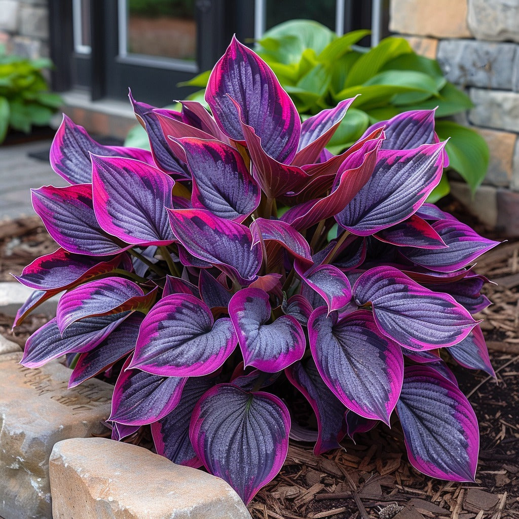 🎁2025 Limited Offer🏷️Rare Calathea Flower Seeds🌿