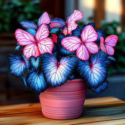Moonlight Butterfly Begonia - Blue Heart🦋
