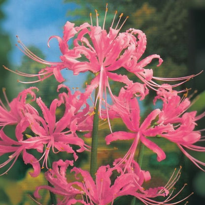 🌺Spider Lily - Light Pink🌺