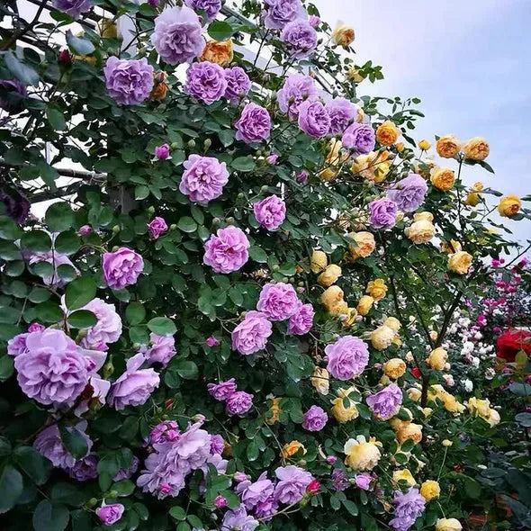 【 Repeat Blooming】🌹Climbing Rose Seeds - Luck Rises