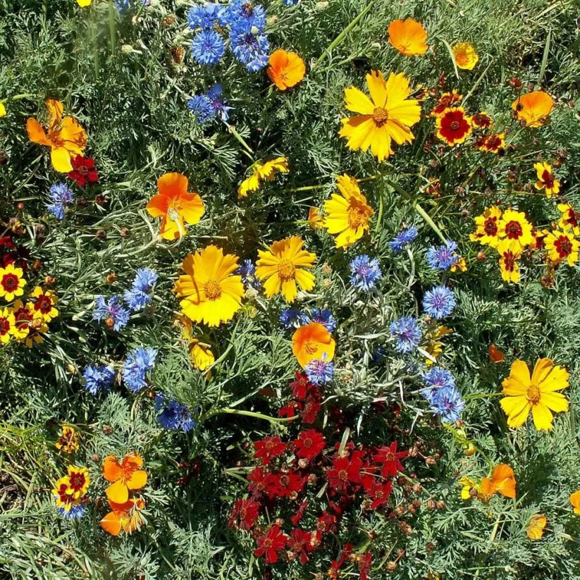 ✨Midwest Wildflower Seed Mix —— Low maintenance👨‍🌾