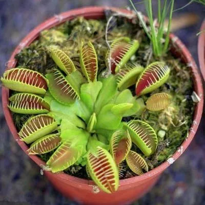 🔥🔥Venus Flytrap Seeds, Plant Seeds, Insectivorous Plant