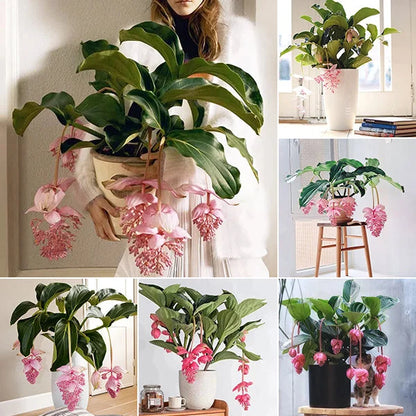 Medinilla Magnifica Flower Seeds