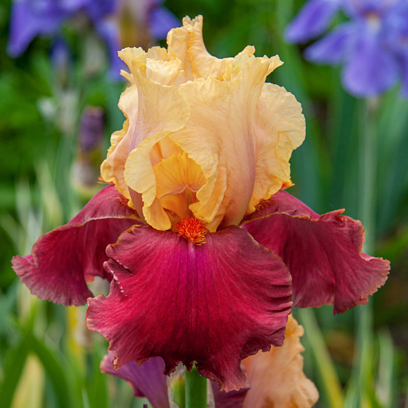 Bearded Iris Collection