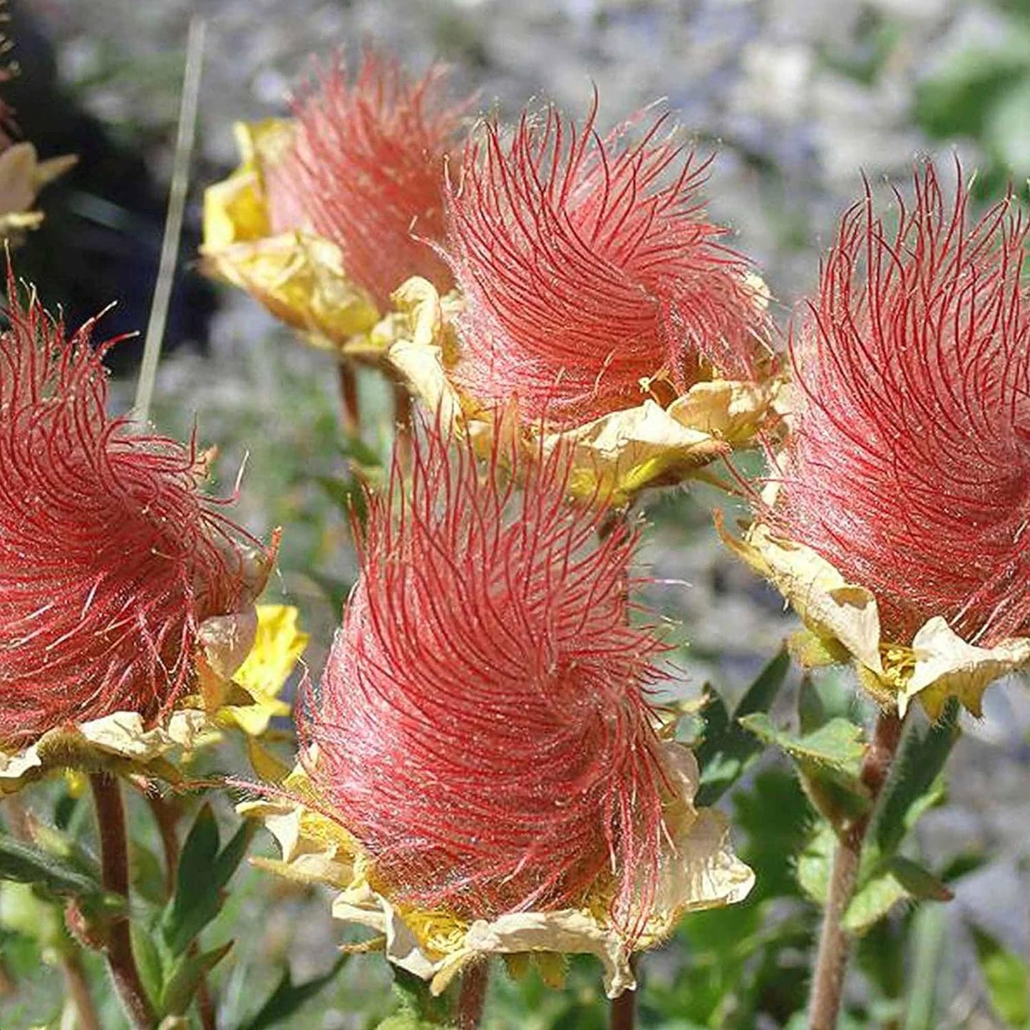 🌺Prairie Smoke Flower seeds🌺