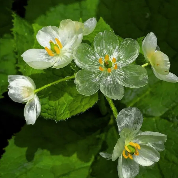 Skeleton Flower Seeds (Diphylleia Grayi Seeds)🌼