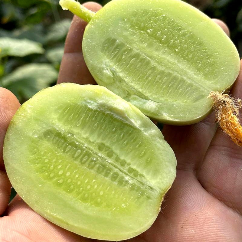 Thumb Cucumber-Golden Boy Lady Cucumber