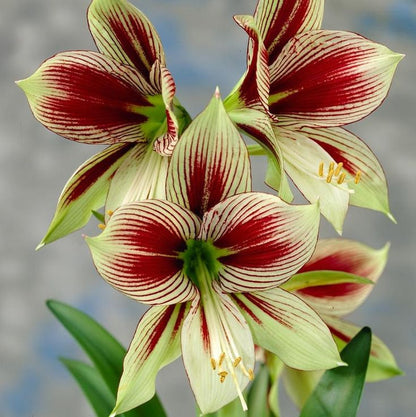 Amaryllis Bulbs