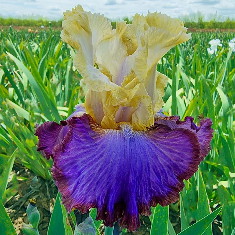 Bearded Iris Collection