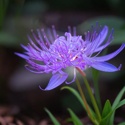 🌺Spider Lily - Light Pink🌺