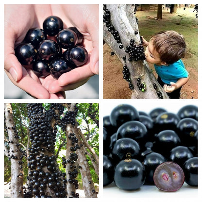 Jabuticaba-Plinia cauliflora-Tree Grape Seeds