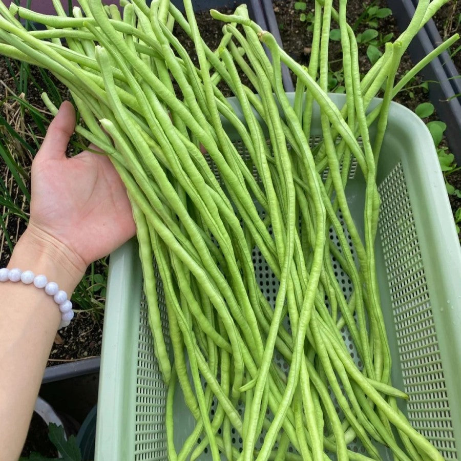 Long cowpea: A high-yielding vegetable in a short time🌱