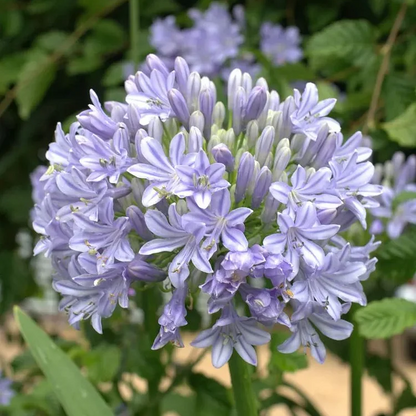 🔥Agapanthus Seeds💥Enjoy 50% Off