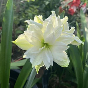 Amaryllis Bulbs