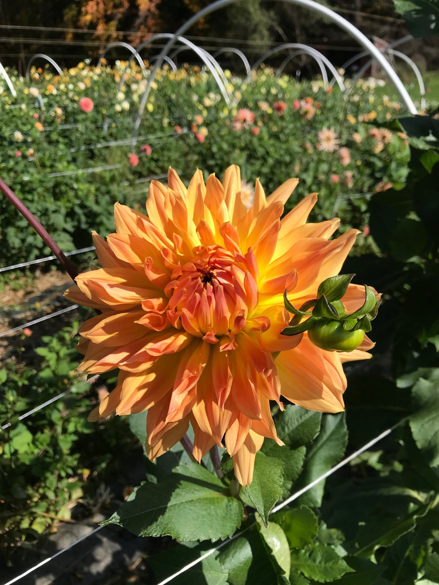 Dahlia ‘AC Ben’