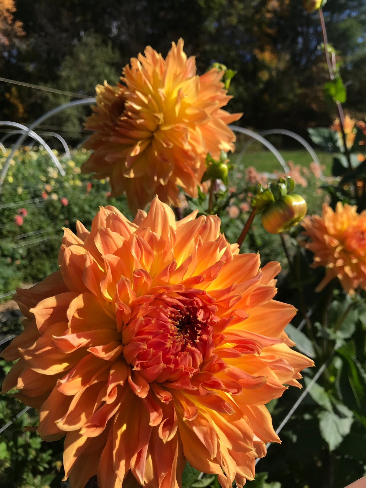 Dahlia ‘AC Ben’