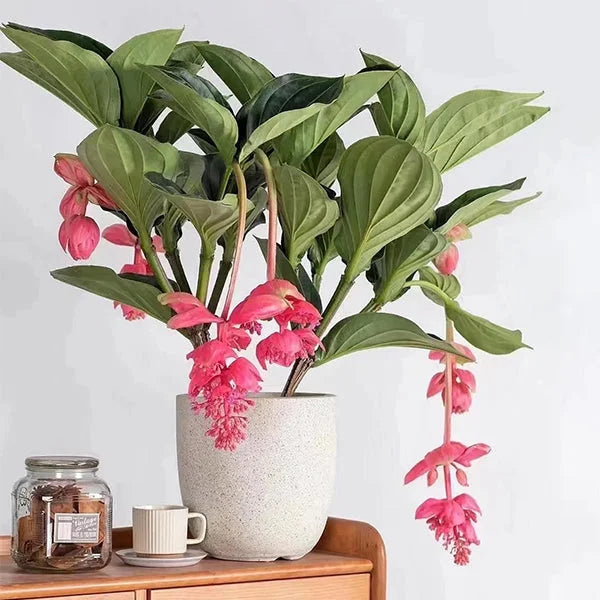 Medinilla Magnifica Flower Seeds