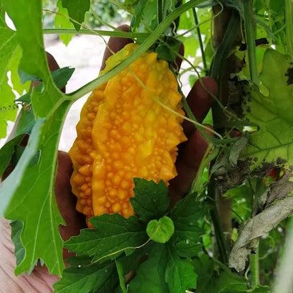 Lai Grape Seeds for Garden Bitter Gourd Seeds