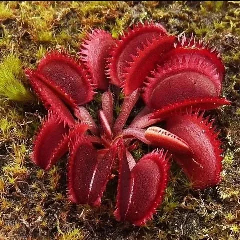 🔥🔥Venus Flytrap Seeds, Plant Seeds, Insectivorous Plant